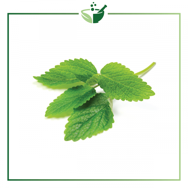 Melissa (Lemon Balm)-0141